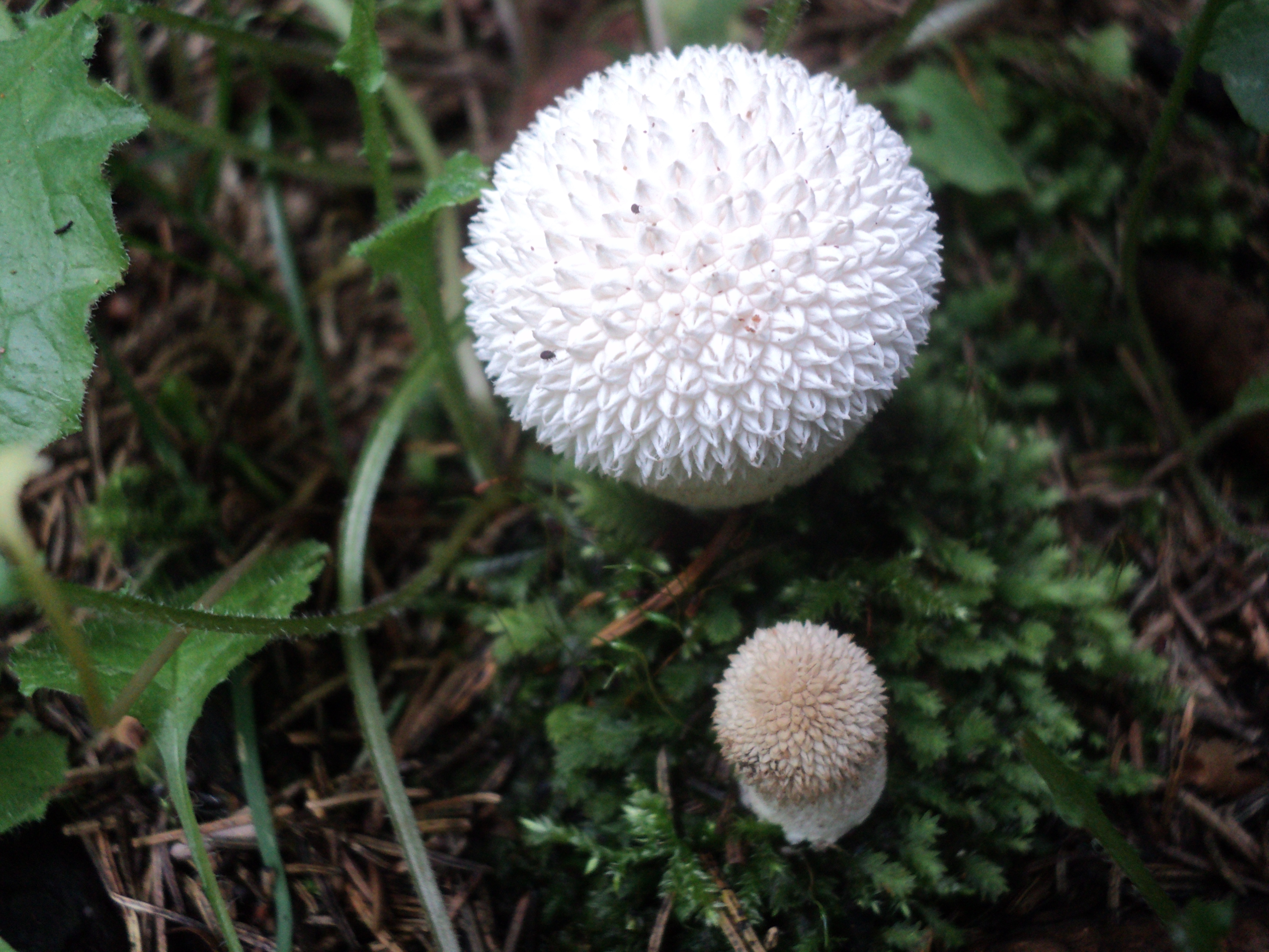 Lycoperdon curtisii (Curtis's Puffball)