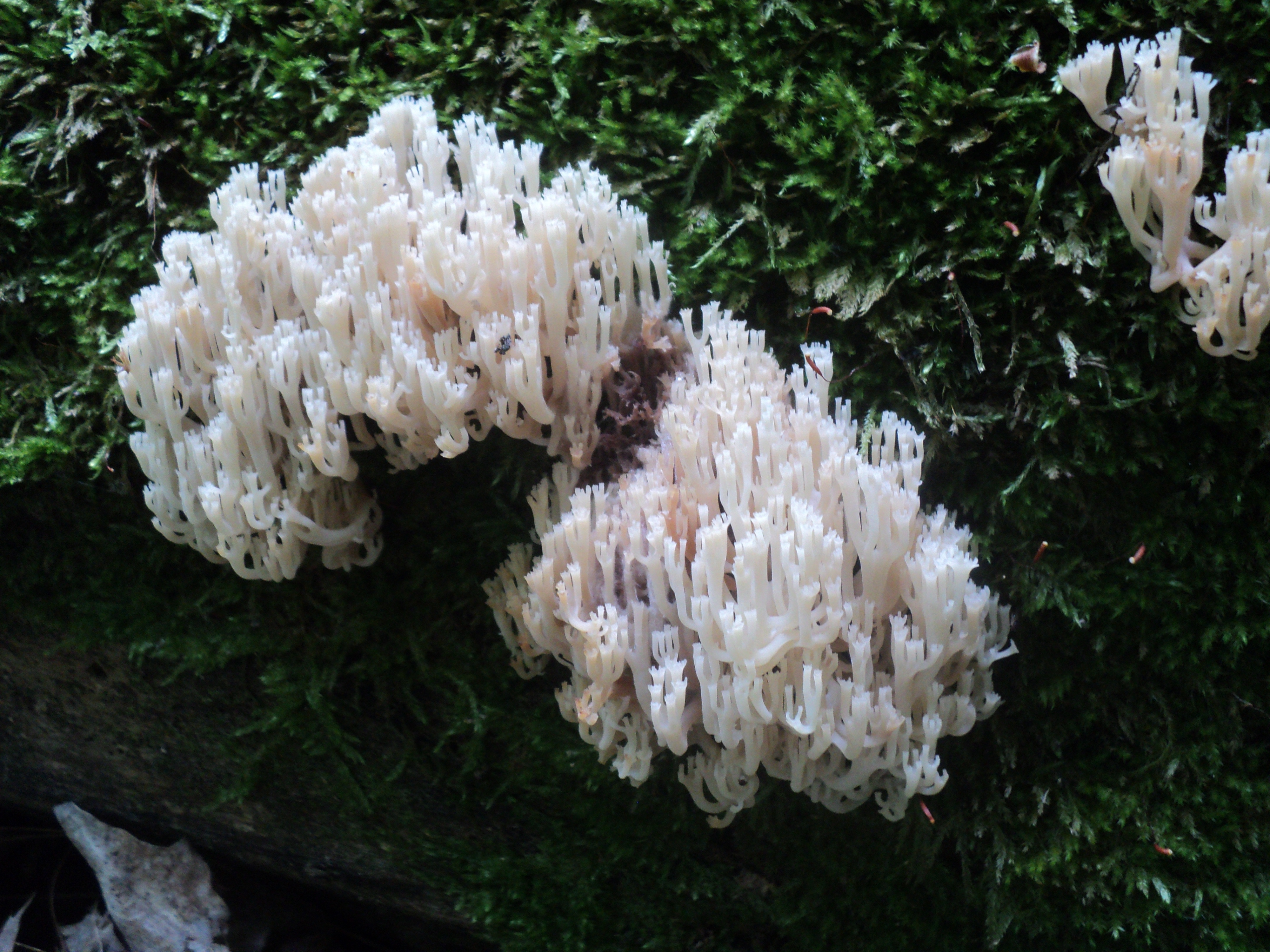 Artomyces pyxidatus (Crown Coral)